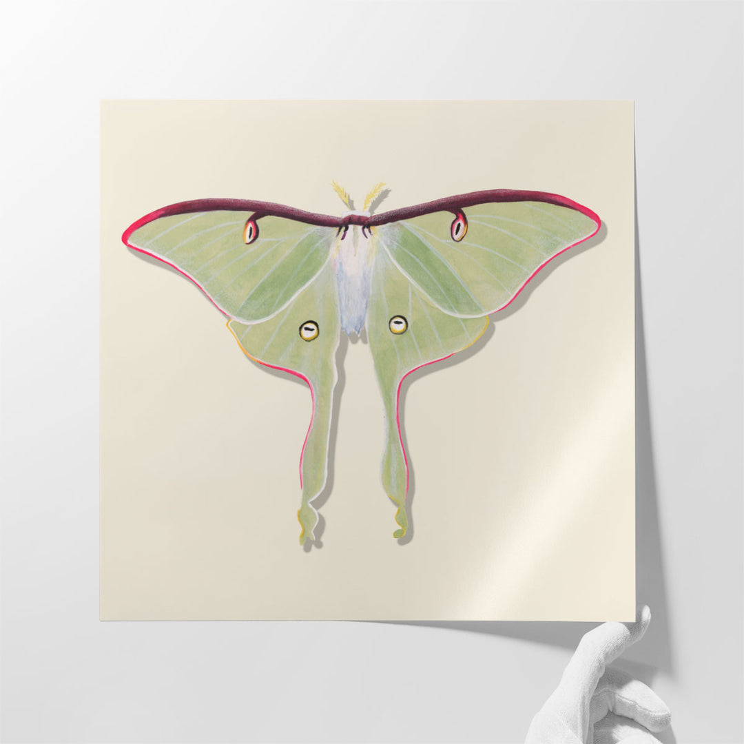 Watercolor Moths IV - Canvas Print Wall Art