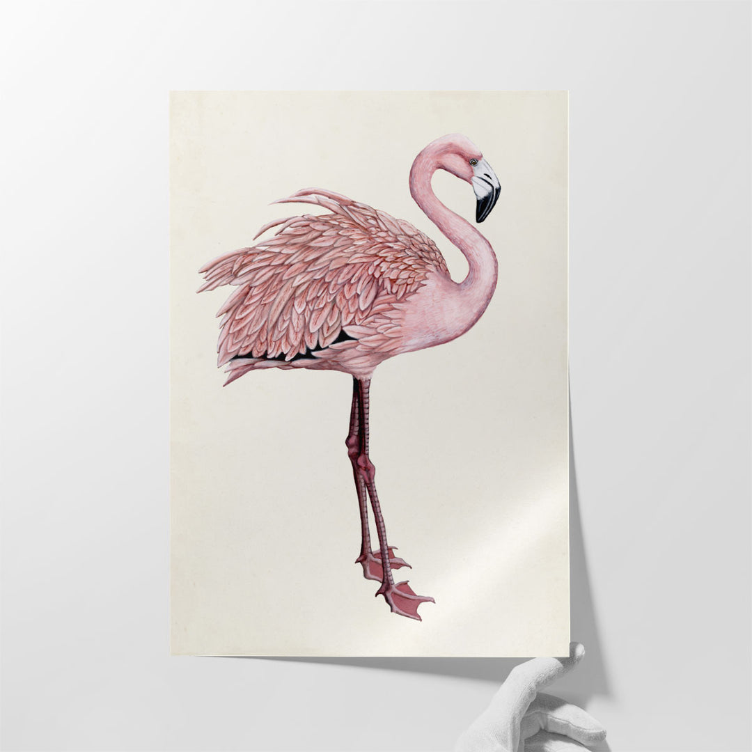 Striking Flamingo I - Canvas Print Wall Art