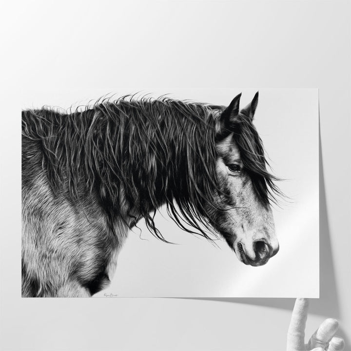 Black and White Horse Portrait III - Canvas Print Wall Art