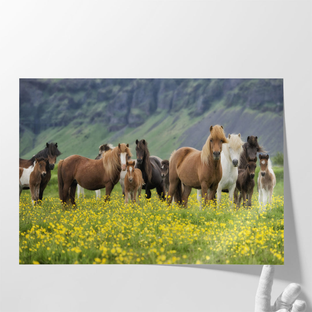 Icelandic Horses VII - Canvas Print Wall Art