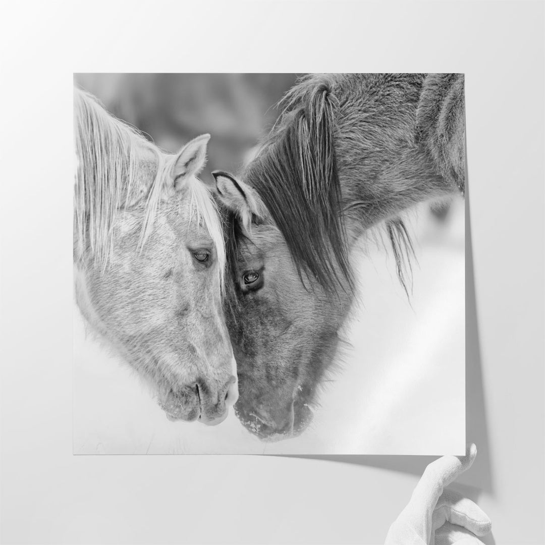 BandW Horses VII - Canvas Print Wall Art