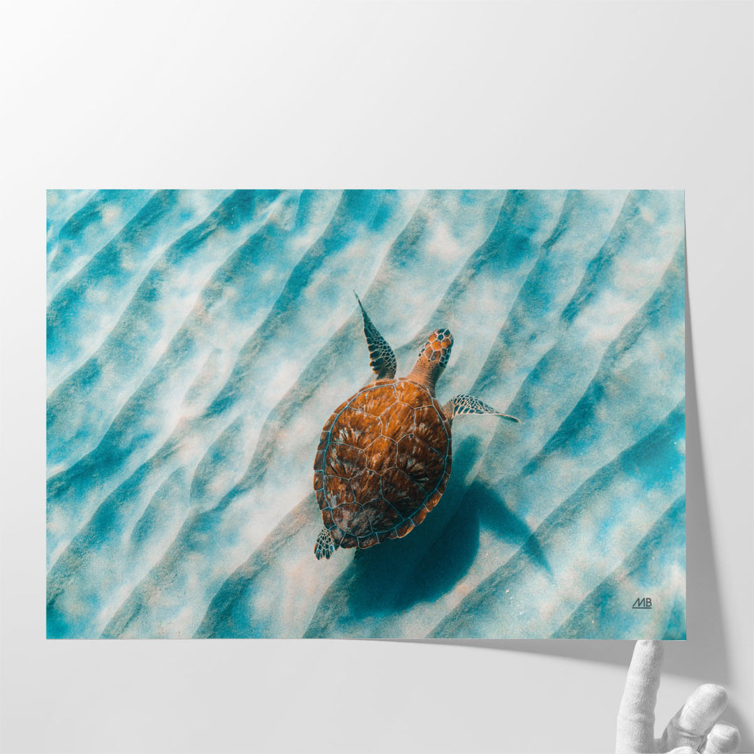 Sandbar Sea Turtle II - Canvas Print Wall Art