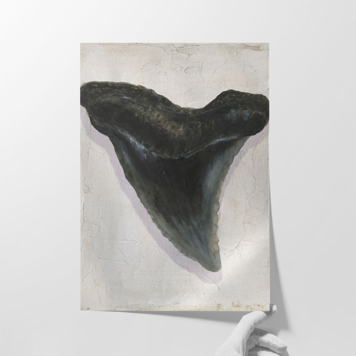 Watercolor Sharks Tooth I - Canvas Print Wall Art