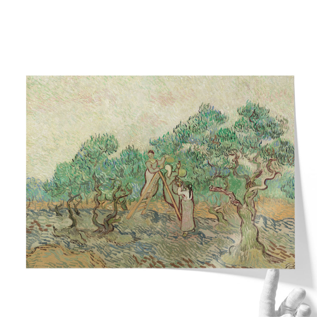 The Olive Orchard, 1889 - Canvas Print Wall Art