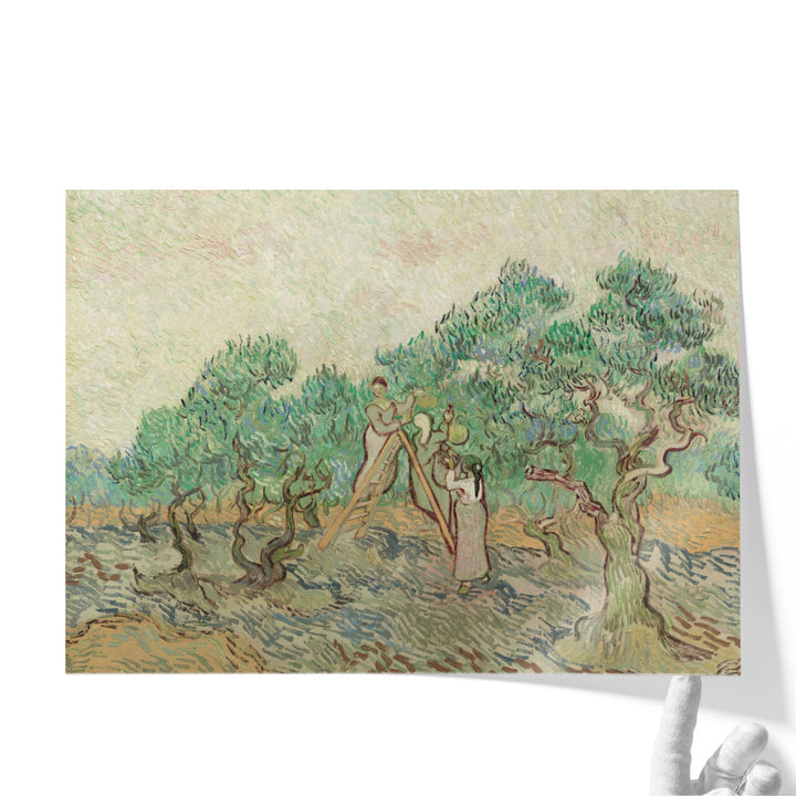 The Olive Orchard, 1889 - Canvas Print Wall Art