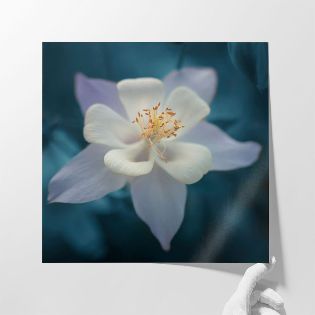 Aquilegia - Canvas Print Wall Art