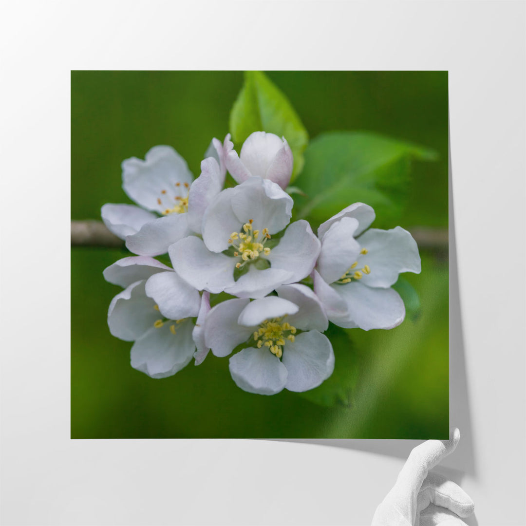 Blossom Flowers - Canvas Print Wall Art