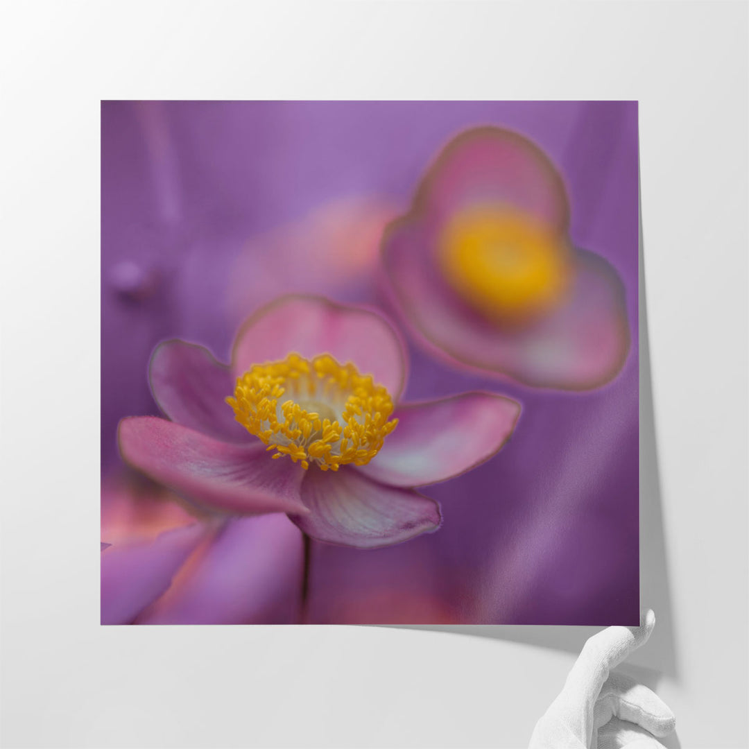 Close-up of Anemone Flowers 1 - Canvas Print Wall Art