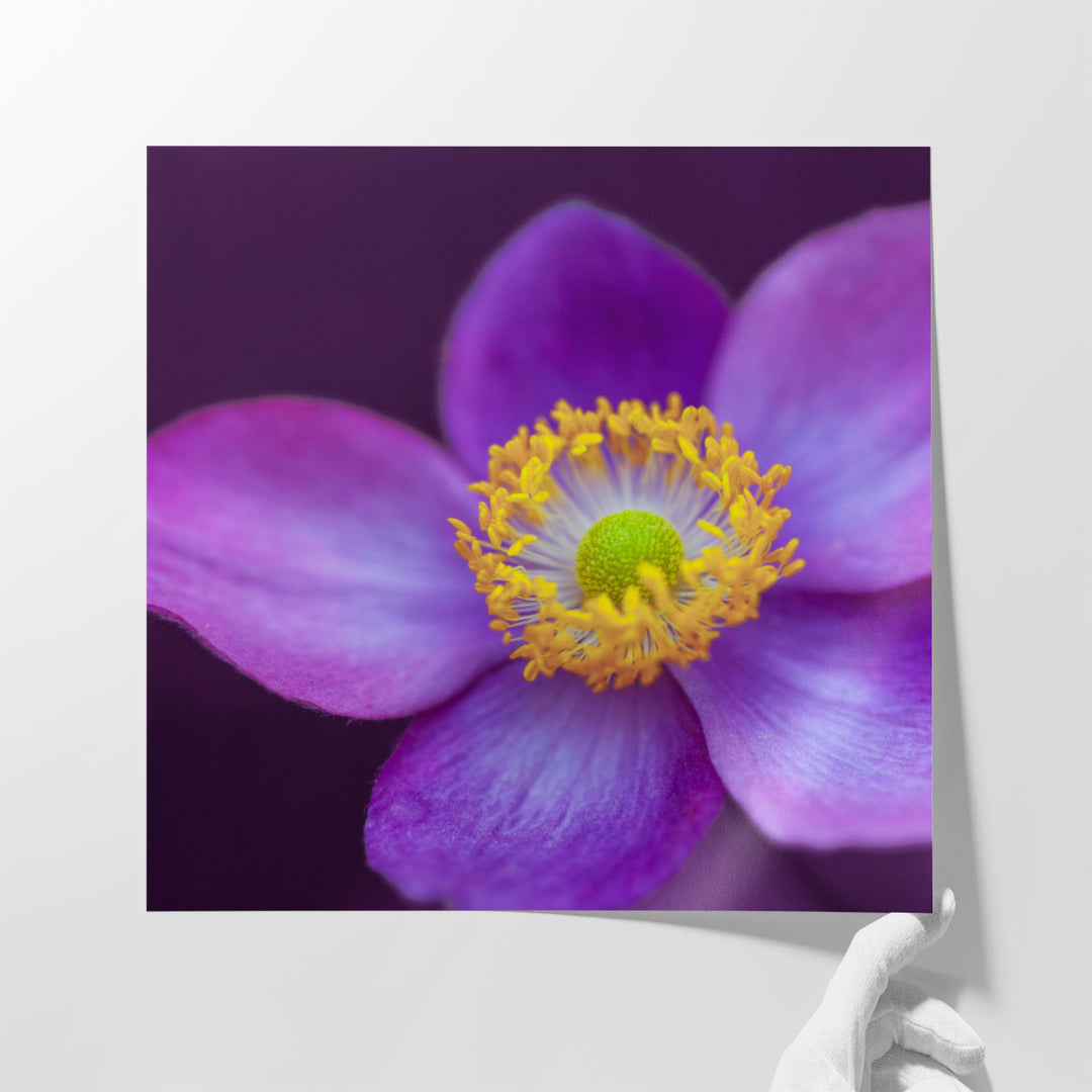 Close-up of Anemone Flowers 2 - Canvas Print Wall Art