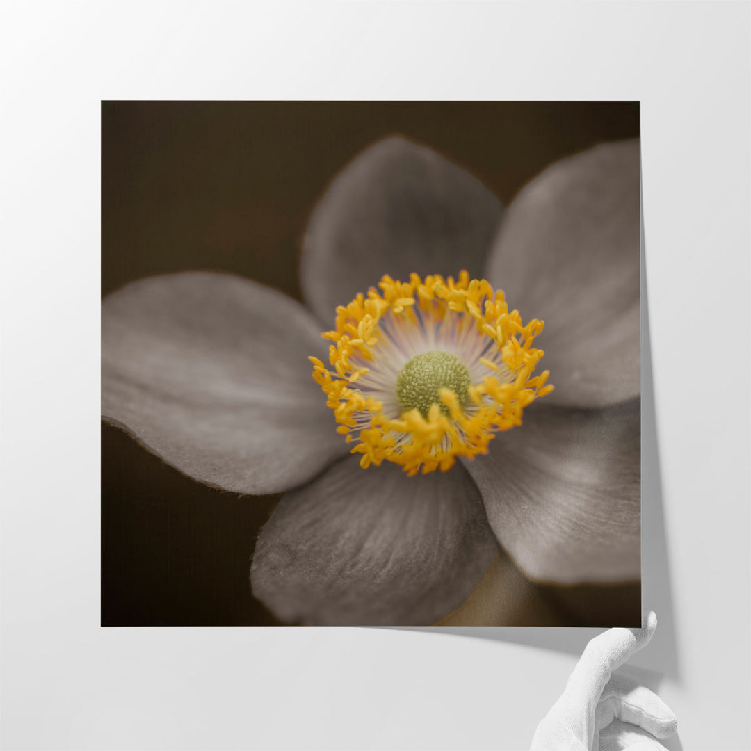 Close-up of Anemone Flowers 3 - Canvas Print Wall Art