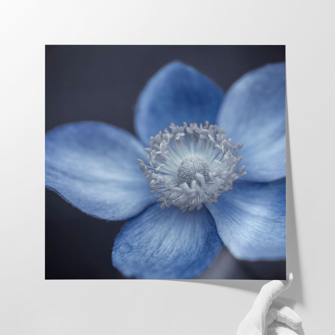 Close-up of Anemone Flowers 4 - Canvas Print Wall Art