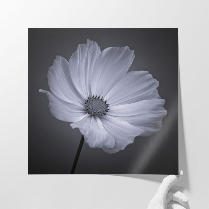 Cosmos Flower 1 - Canvas Print Wall Art