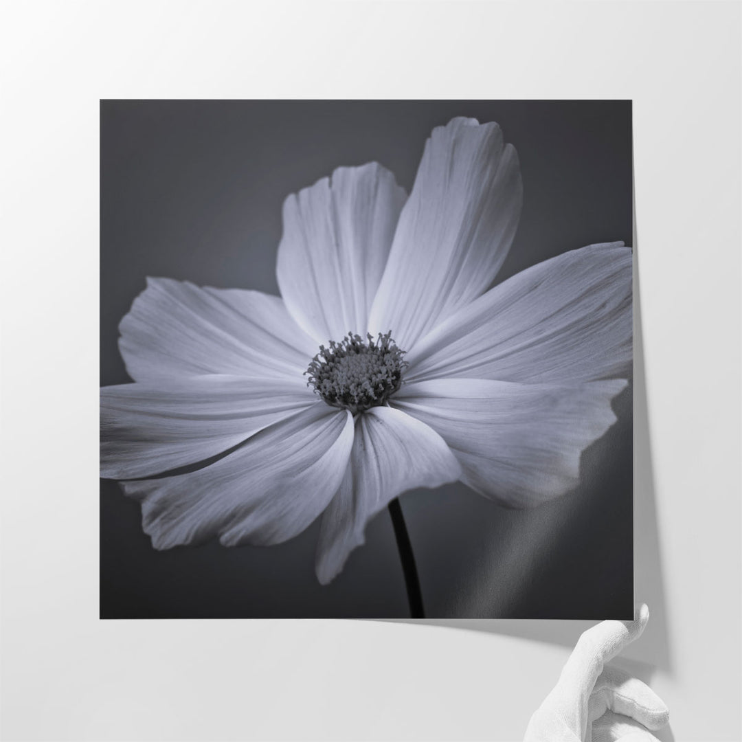 Cosmos Flower 2 - Canvas Print Wall Art