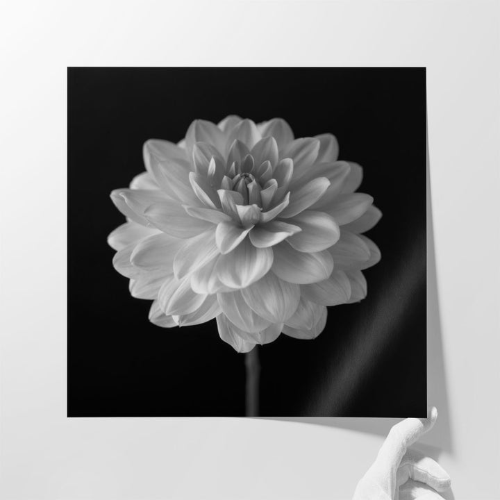 Dahlia Flower on Black - Canvas Print Wall Art