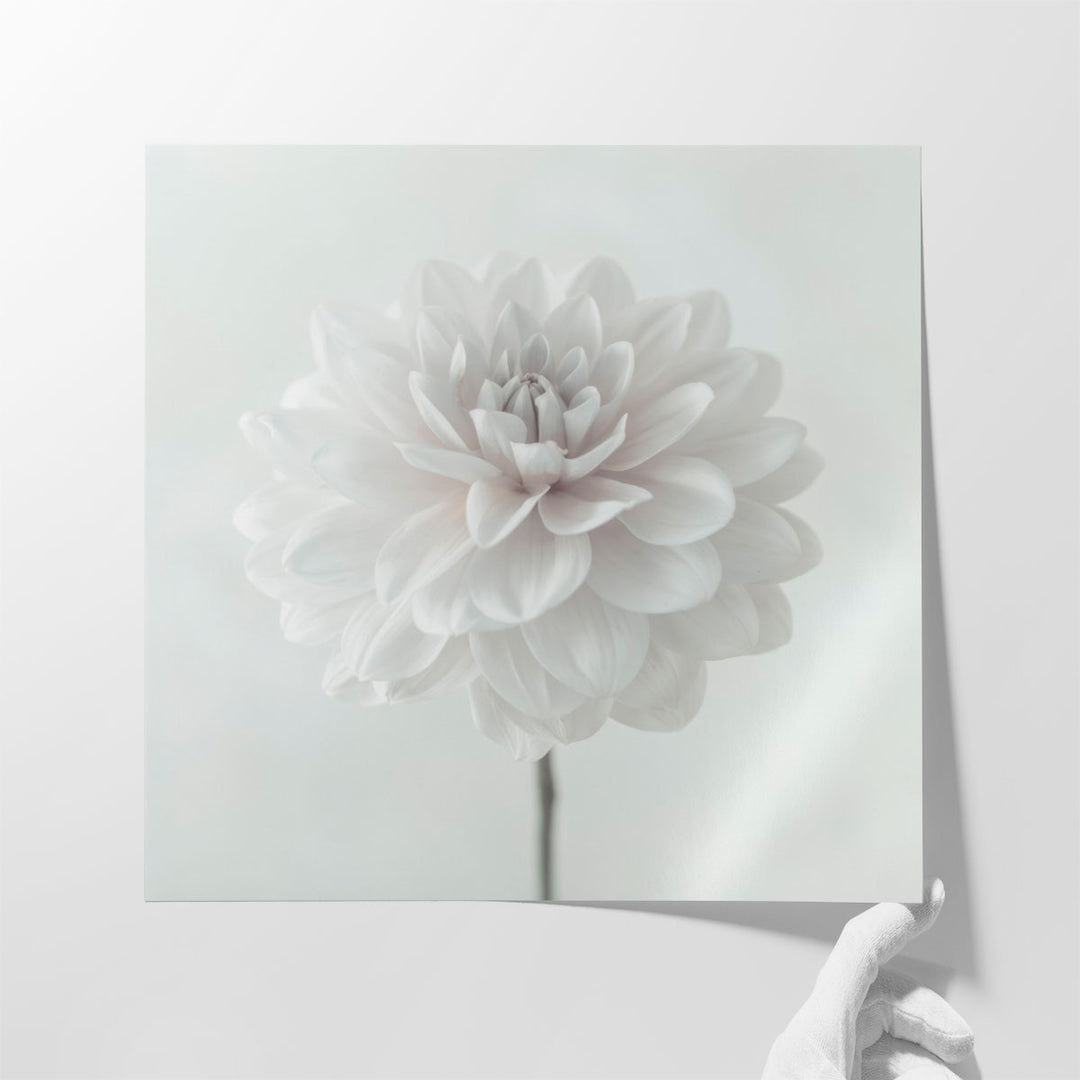 Dahlia Flower on White - Canvas Print Wall Art