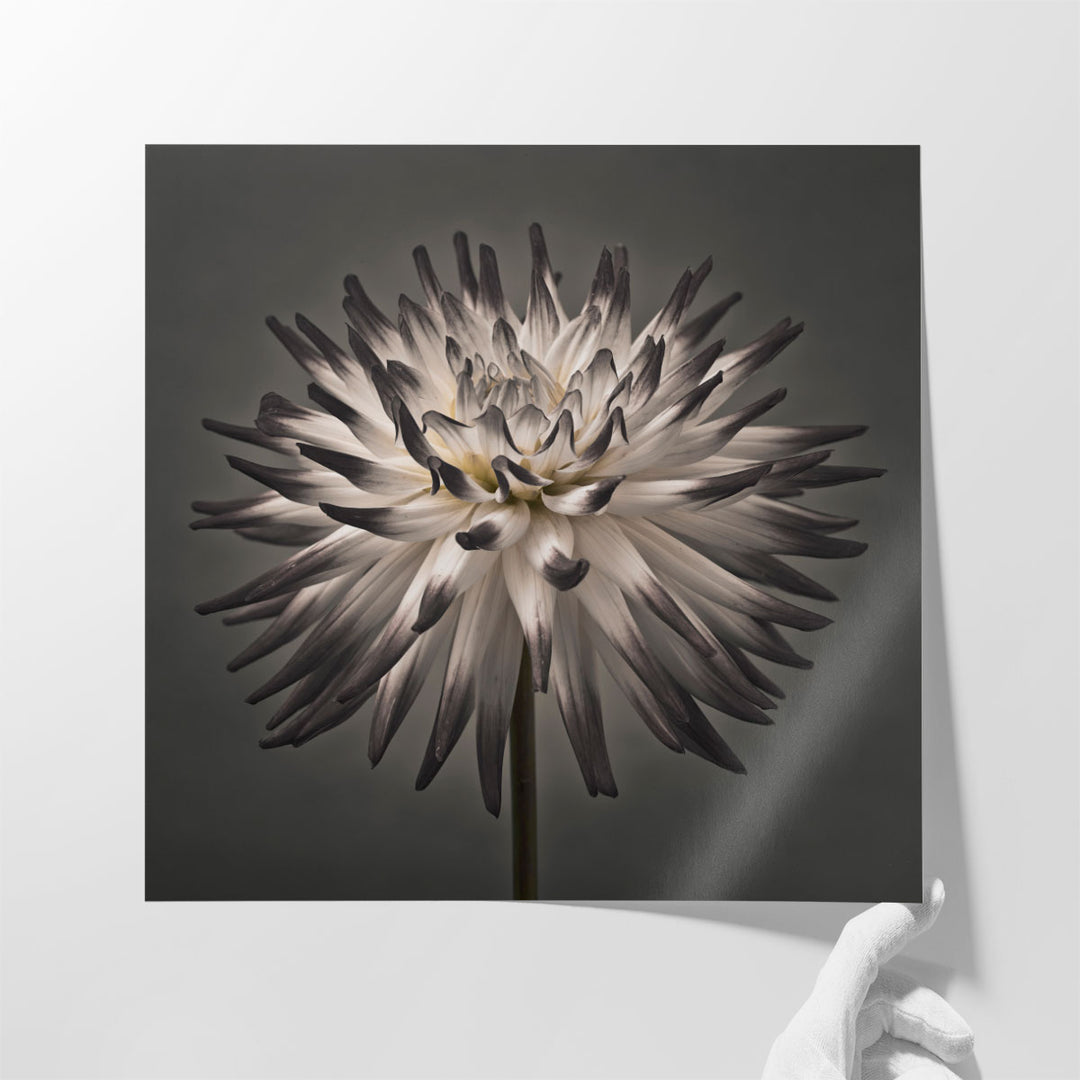 Dahlia Flowers 1 - Canvas Print Wall Art