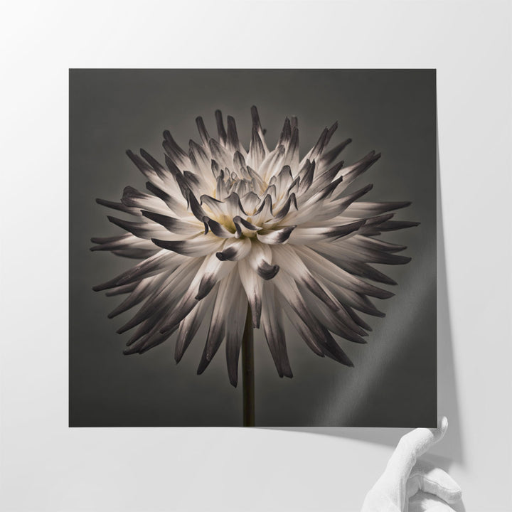 Dahlia Flowers 1 - Canvas Print Wall Art