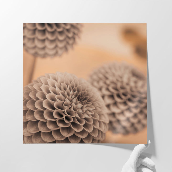 Dahlia Flowers 2 - Canvas Print Wall Art