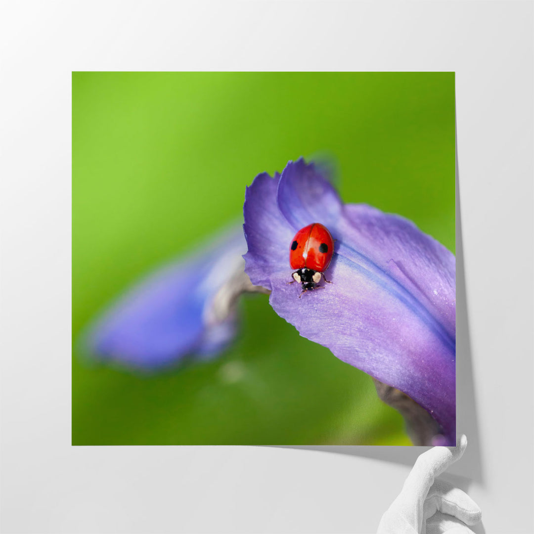 Lady Bug on Flower Petal - Canvas Print Wall Art