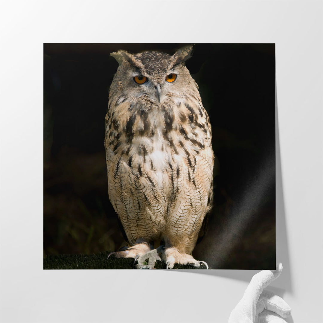 Owl on Black - Canvas Print Wall Art