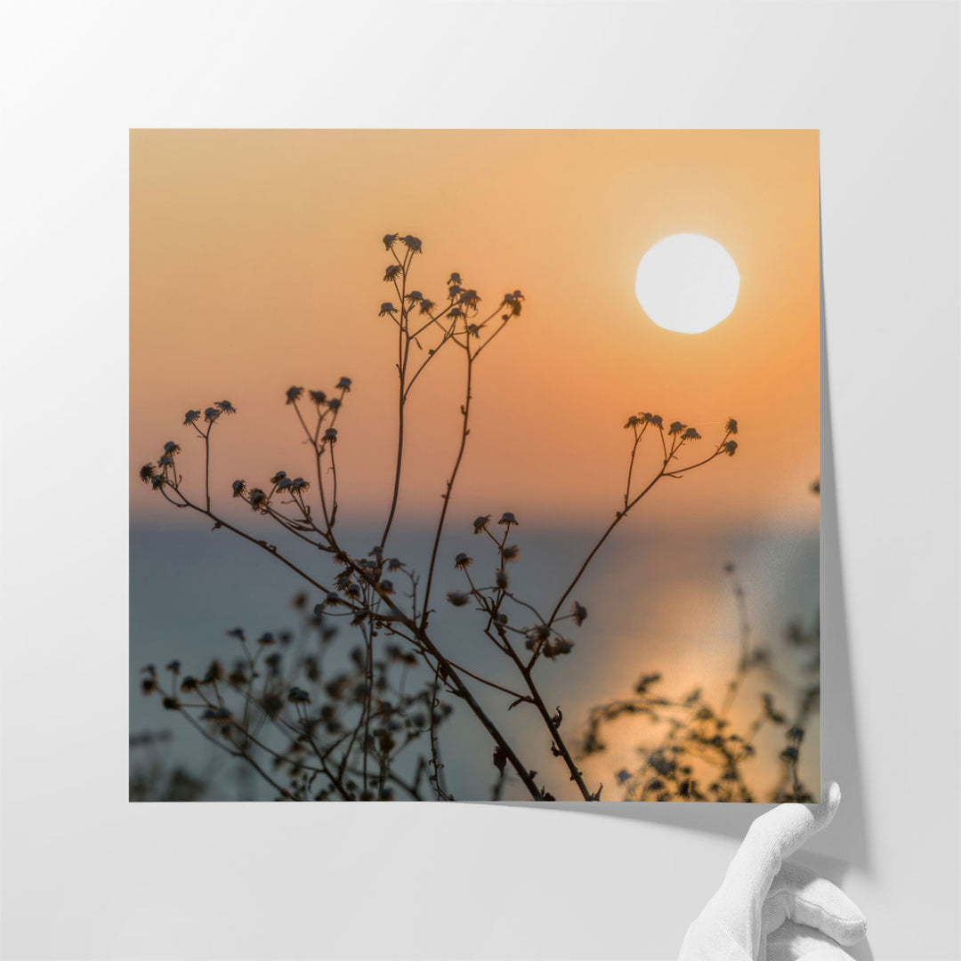 Plants Silhouette - Canvas Print Wall Art