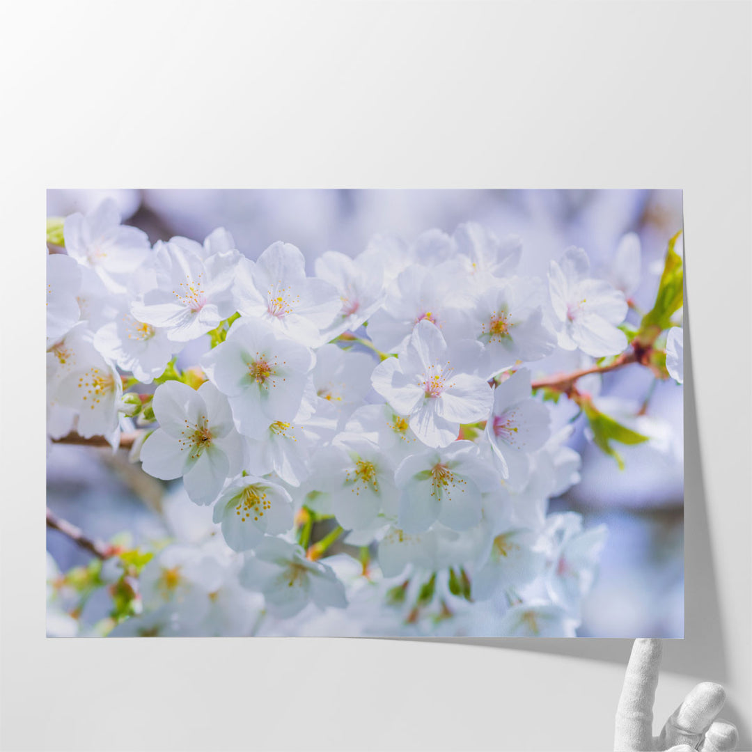 Blossom I - Canvas Print Wall Art