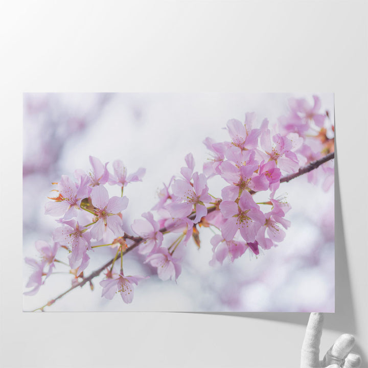 Blossom II - Canvas Print Wall Art