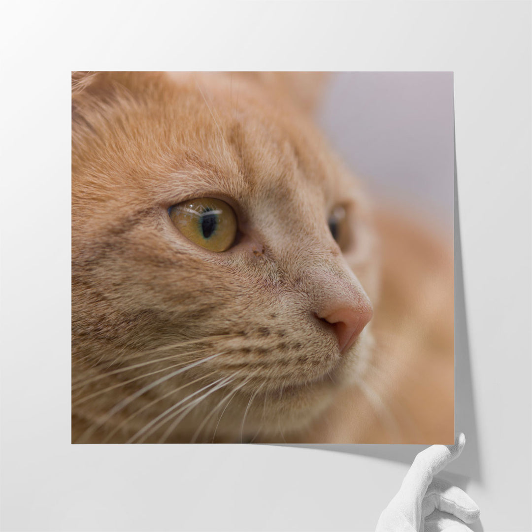 Close Up of a Cat - Canvas Print Wall Art