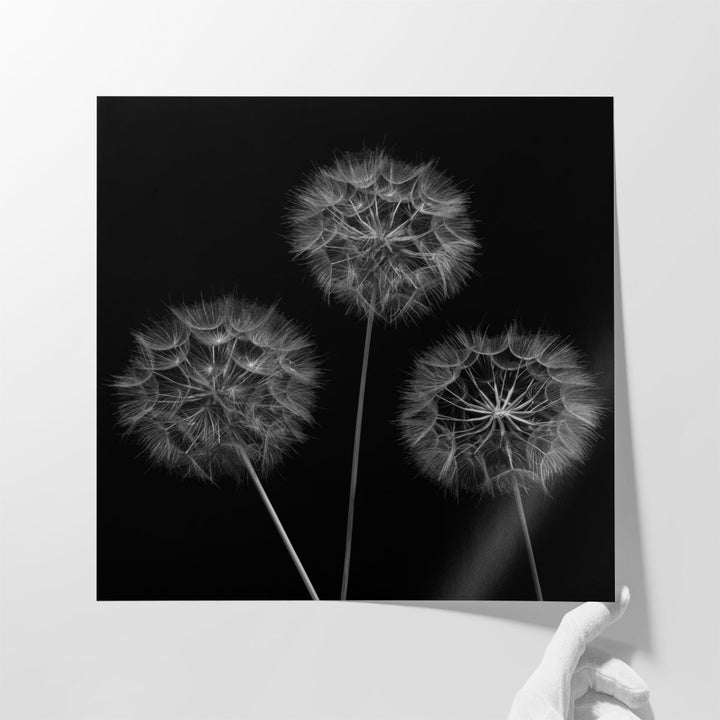 Dandelion Flowers - Canvas Print Wall Art