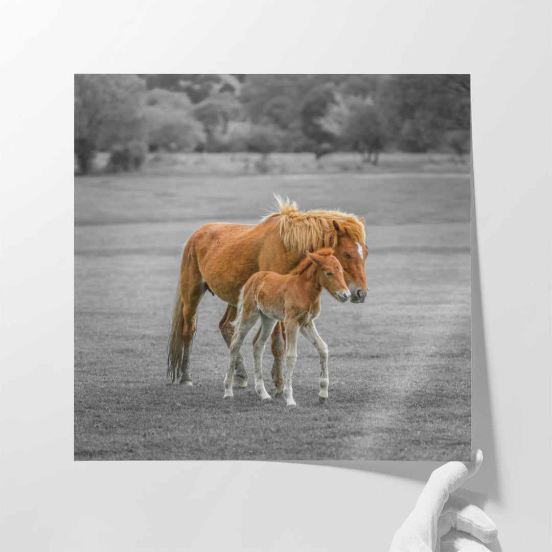 Horse with Foal - Canvas Print Wall Art