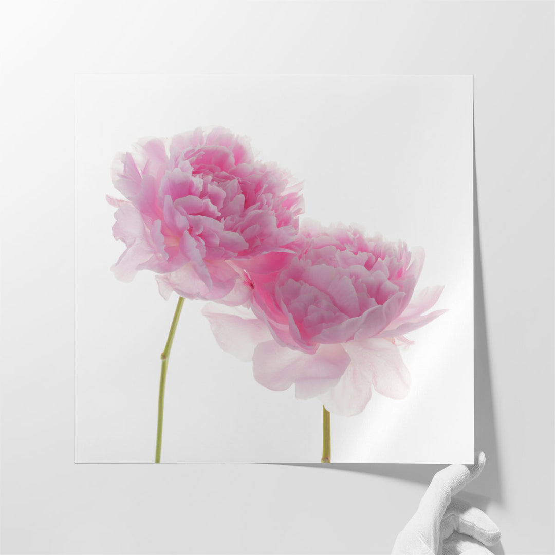 Peonies on White Background - Canvas Print Wall Art