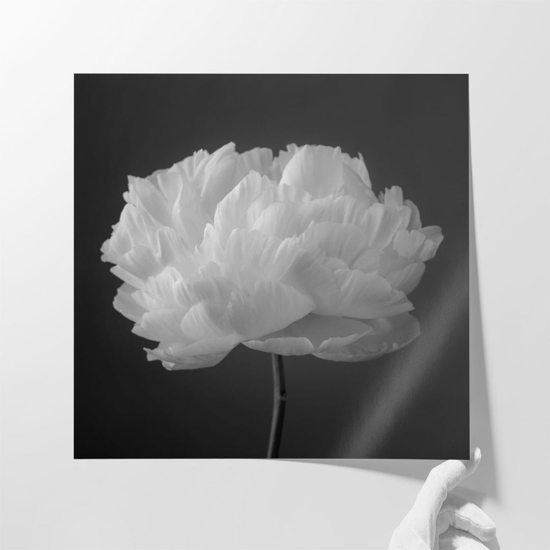 Peony Flower 2 - Canvas Print Wall Art