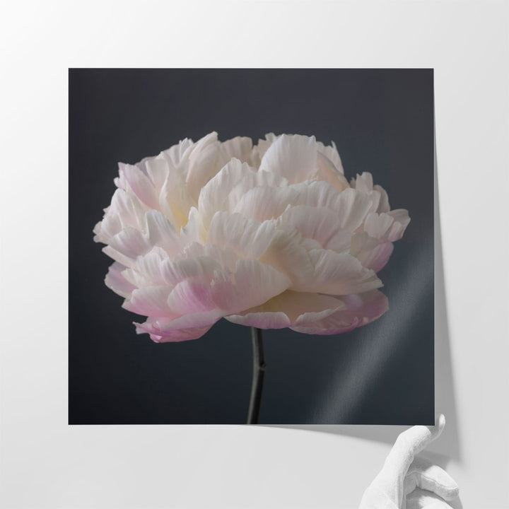 Peony Flower - Canvas Print Wall Art