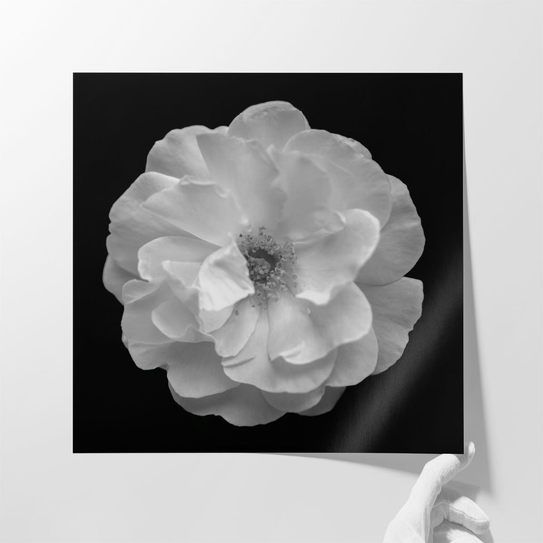 Rose - Canvas Print Wall Art