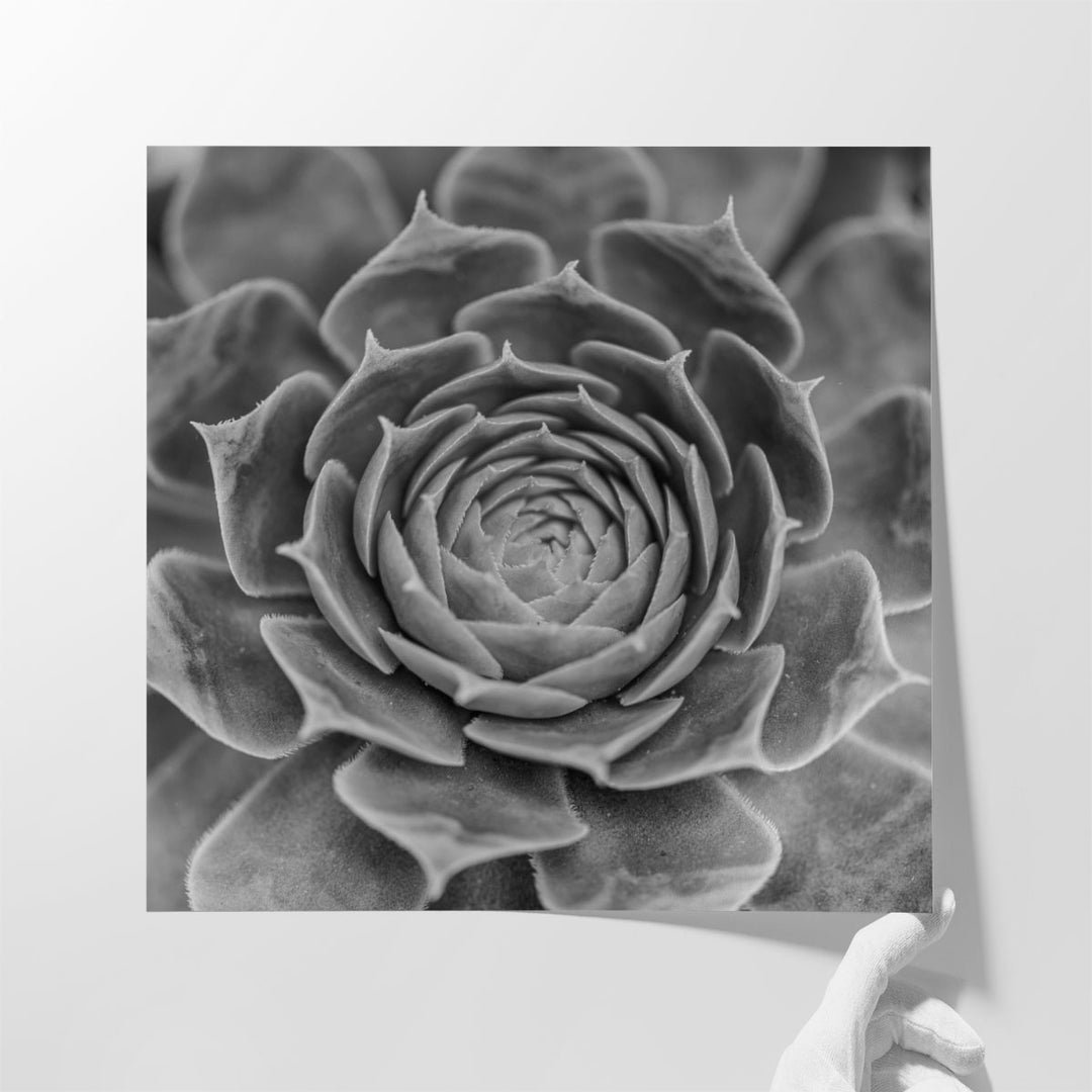 Succulent Plant - Canvas Print Wall Art