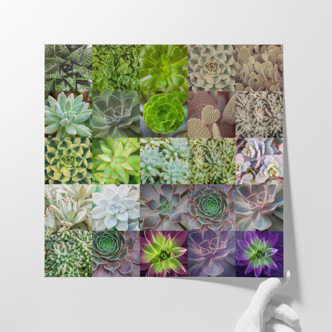 Succulent Plants Collage - Canvas Print Wall Art