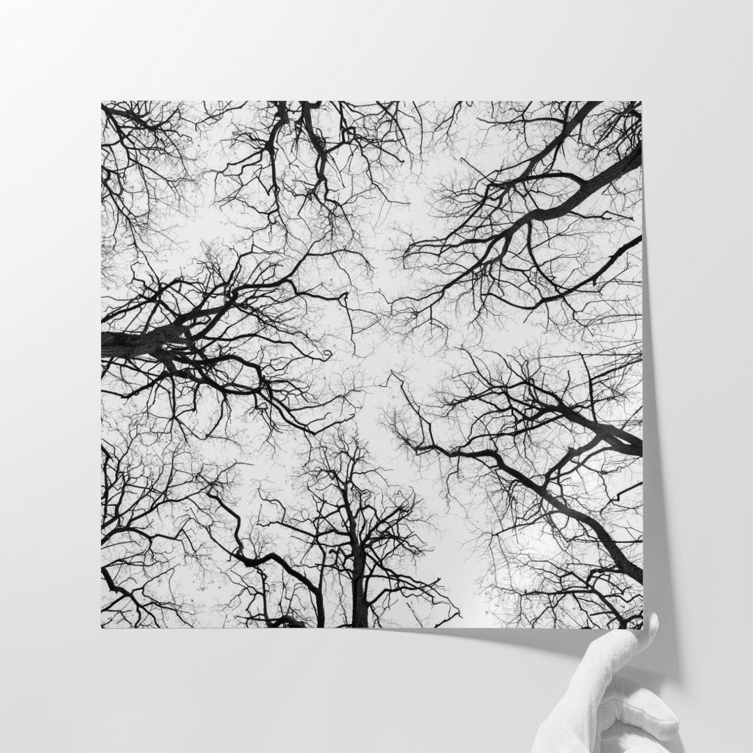 Tree Tops against the Sky - Canvas Print Wall Art