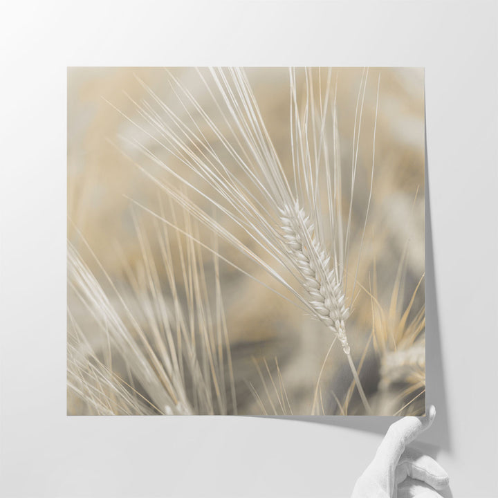 Wheat Close-up - Canvas Print Wall Art