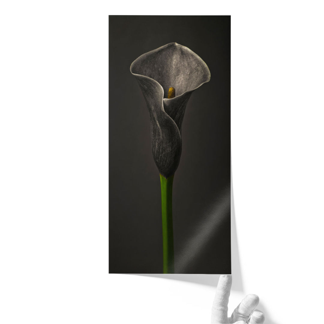 Calla Lilies 1 - Canvas Print Wall Art