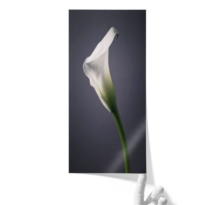 Calla Lilies 2 - Canvas Print Wall Art