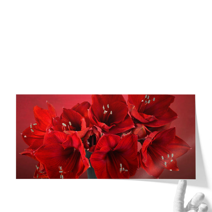 Amaryllis Flower 1 - Canvas Print Wall Art