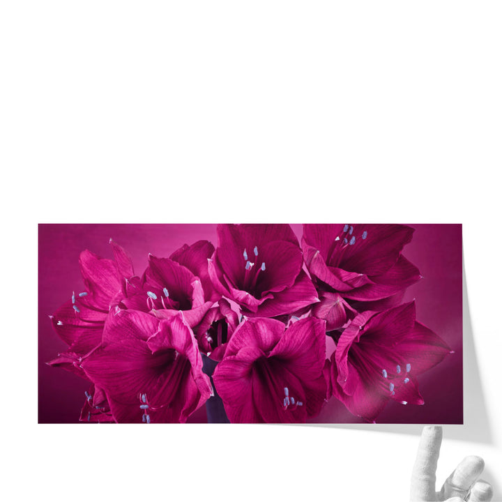 Amaryllis Flower 2 - Canvas Print Wall Art