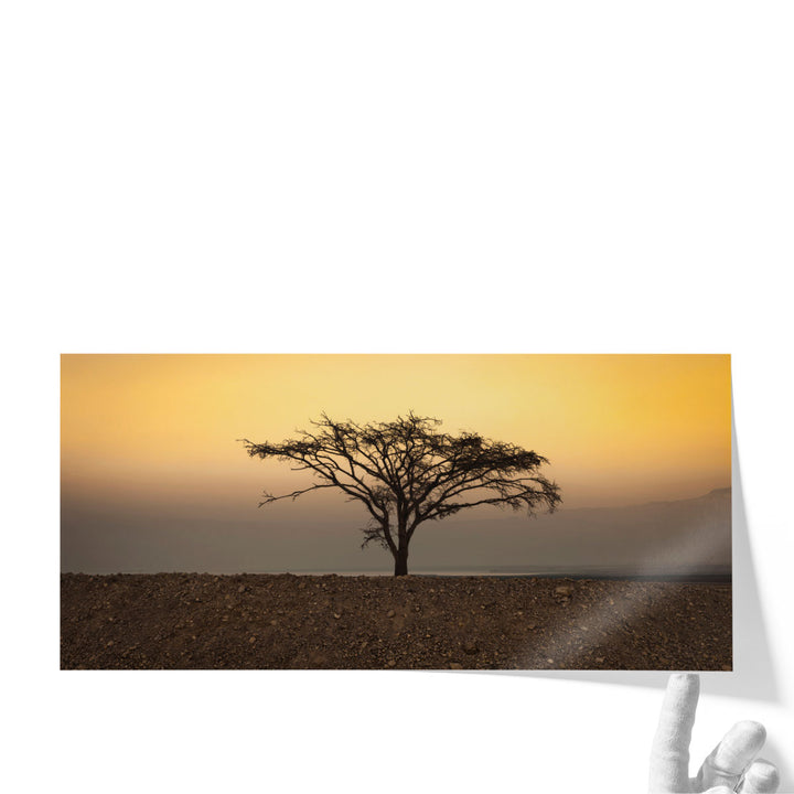 Dry Tree in the Desert near the Dead Sea, Israel - Canvas Print Wall Art