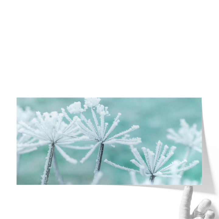 Frosty Cow Parsley - Canvas Print Wall Art