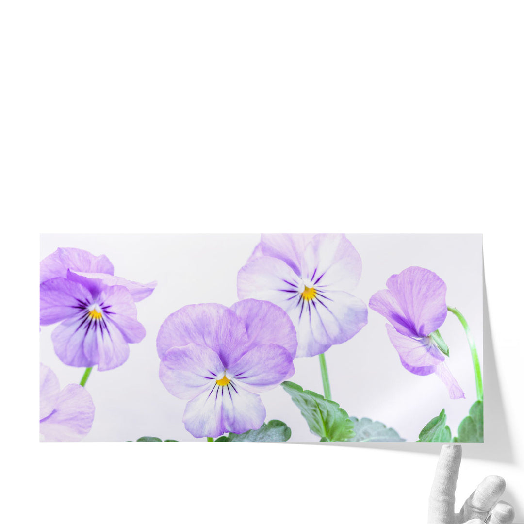 Violet Flowers - Canvas Print Wall Art