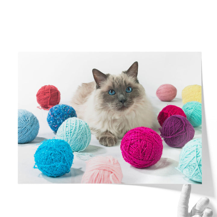 Cat With Balls Of Wool - Canvas Print Wall Art