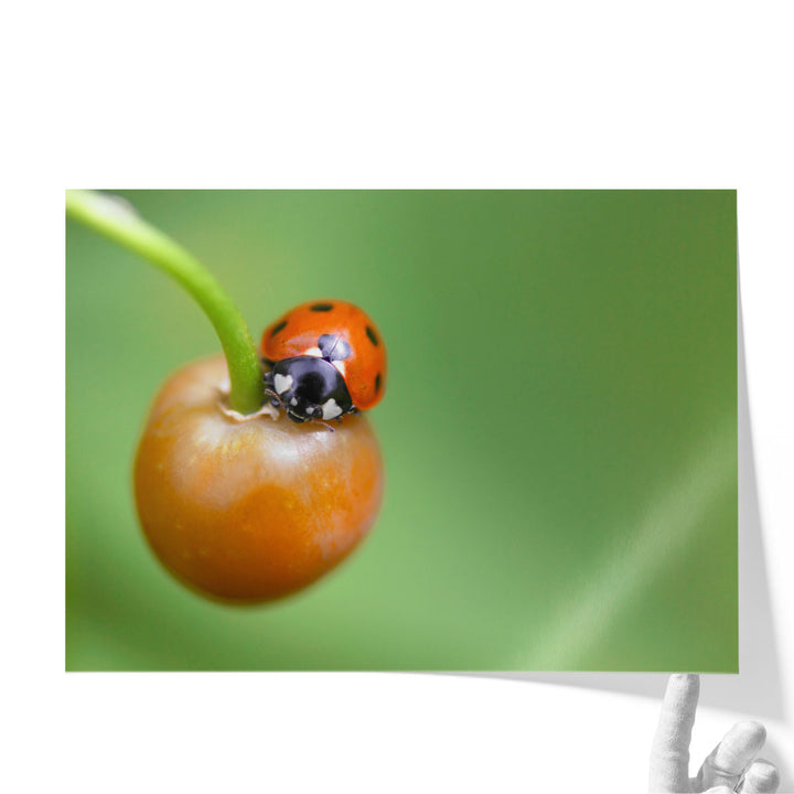 Ladybug On Fruit Close-up - Canvas Print Wall Art