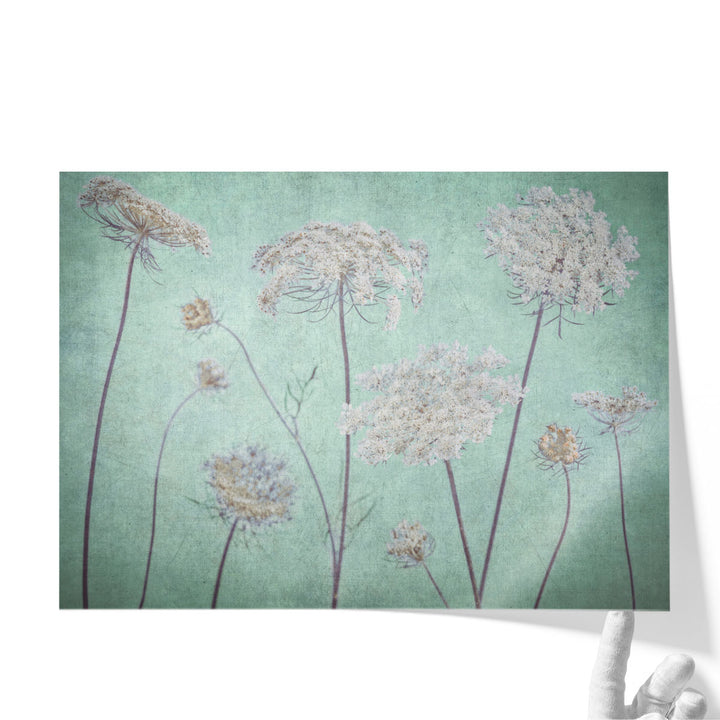Cow Parsley Flowers 3 - Canvas Print Wall Art