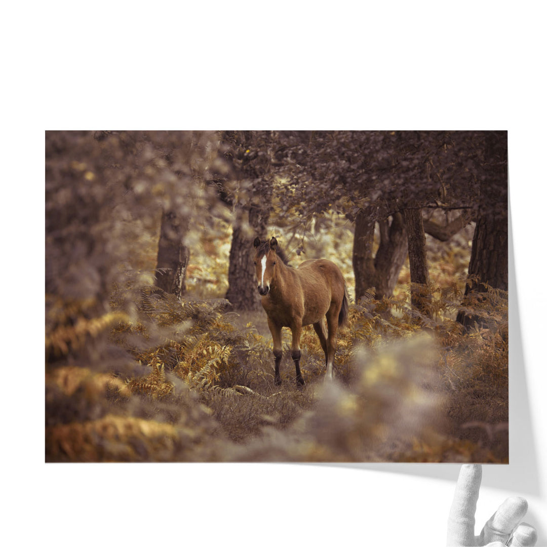 Wild Horse, New Forest - Canvas Print Wall Art