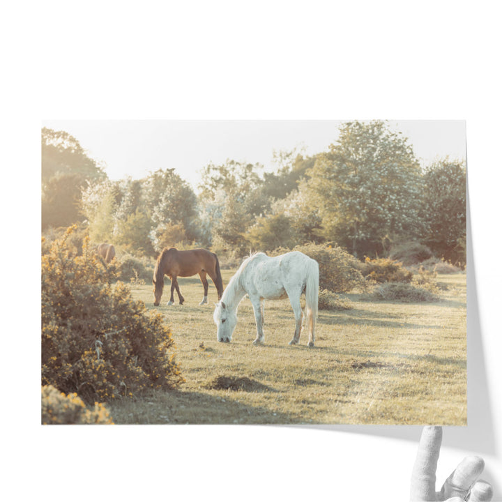 Horses at the New Forest, UK - Canvas Print Wall Art